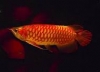 quality Live Arowana Fish Available